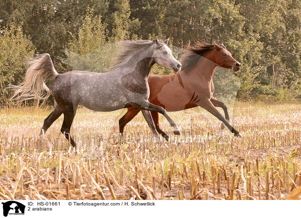 2 Araber / 2 arabians / HS-01661