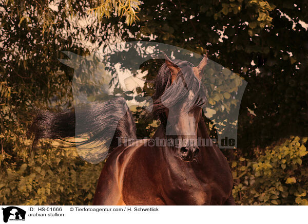 arabian stallion / HS-01666
