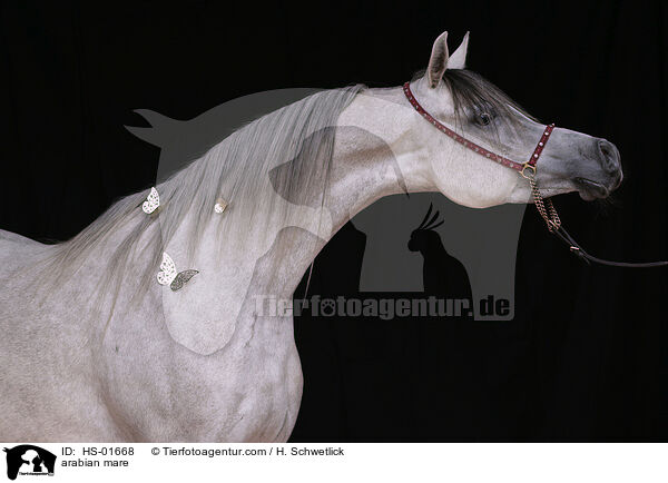 Araber Stute / arabian mare / HS-01668