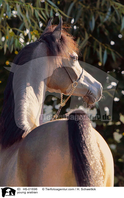 young arabian / HS-01696