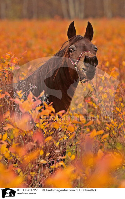 arabian mare / HS-01727