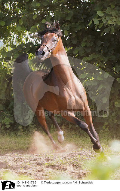 junger Araber / young arabian / HS-01739