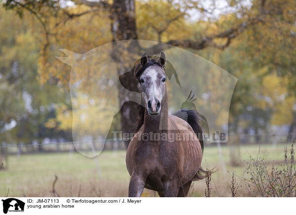 junger Araber / young arabian horse / JM-07113