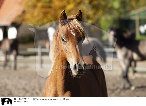Araber / Arabian horse / JM-07115