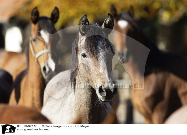 junge Araber / young arabian horses / JM-07116