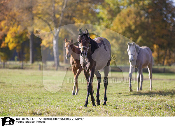 young arabian horses / JM-07117
