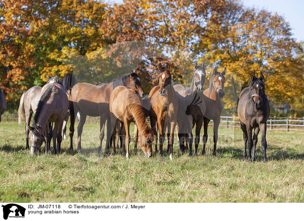 junge Araber / young arabian horses / JM-07118