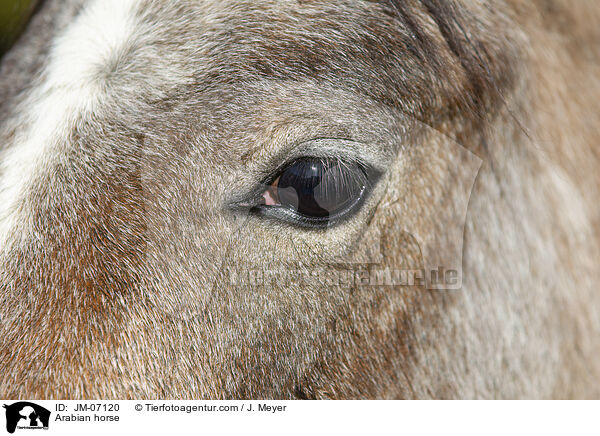 Arabian horse / JM-07120