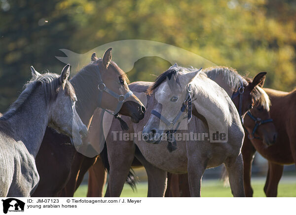 junge Araber / young arabian horses / JM-07123