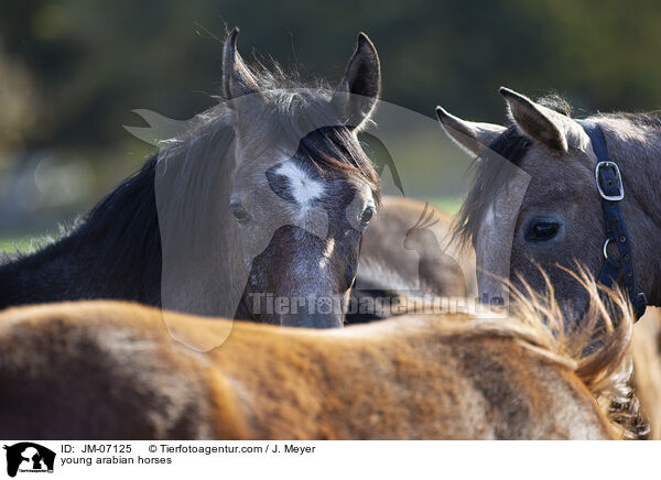 junge Araber / young arabian horses / JM-07125