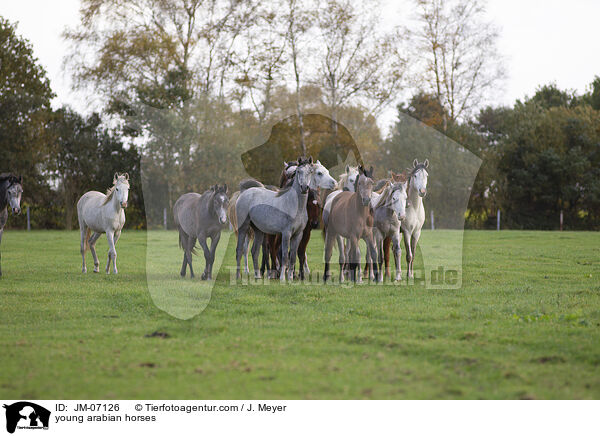 junge Araber / young arabian horses / JM-07126