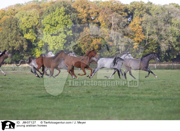 junge Araber / young arabian horses / JM-07127