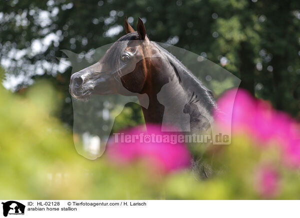 Araber Hengst / arabian horse stallion / HL-02128