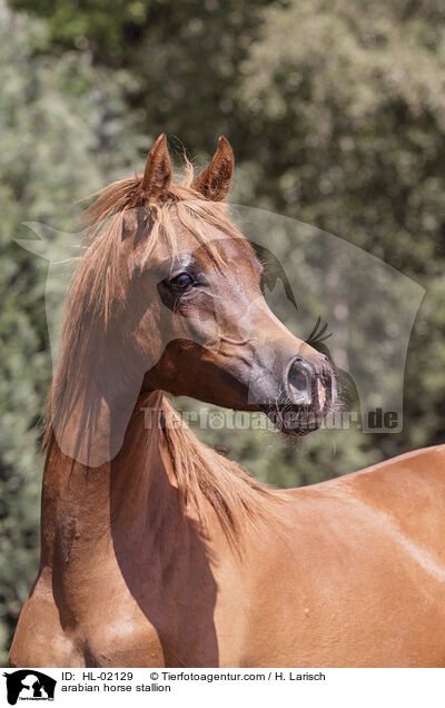 Araber Hengst / arabian horse stallion / HL-02129