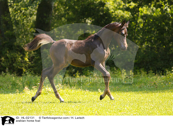 Araber Fohlen / arabian horse foal / HL-02131