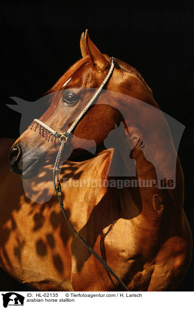 Araber Hengst / arabian horse stallion / HL-02135