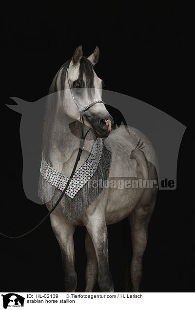 Araber Hengst / arabian horse stallion / HL-02139