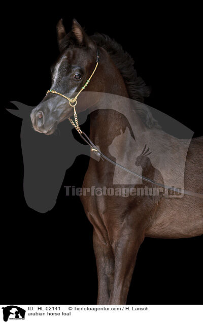 Araber Fohlen / arabian horse foal / HL-02141