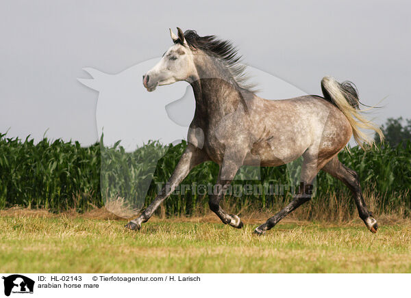 Araber Stute / arabian horse mare / HL-02143