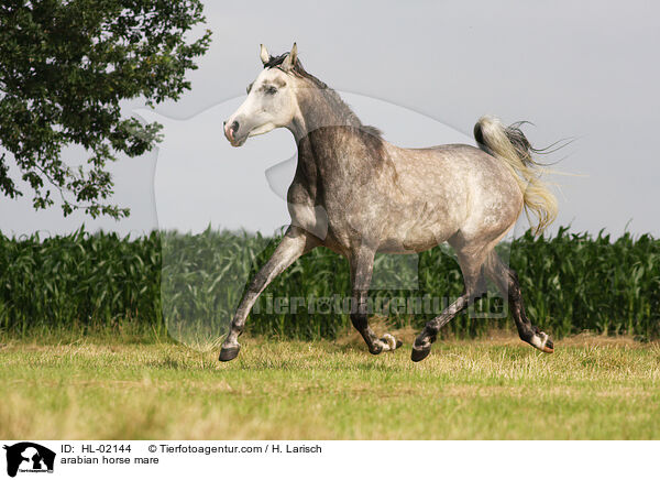 Araber Stute / arabian horse mare / HL-02144