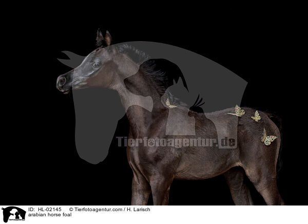 arabian horse foal / HL-02145