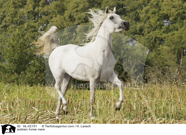 arabian horse mare / HL-02151