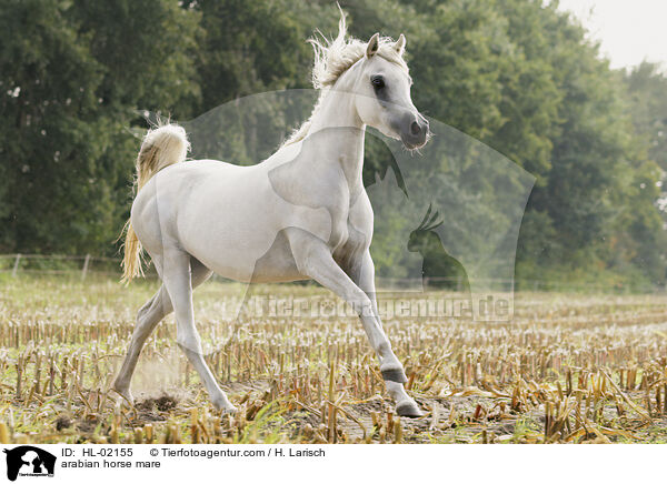 arabian horse mare / HL-02155