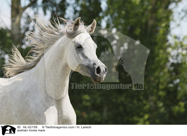 arabian horse mare / HL-02159