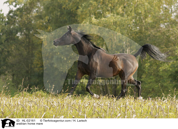 arabian horse mare / HL-02161