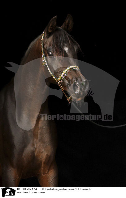 Araber Stute / arabian horse mare / HL-02174
