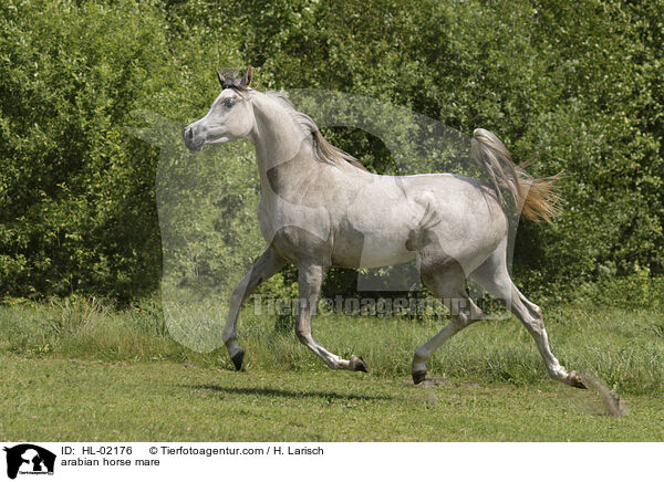 arabian horse mare / HL-02176