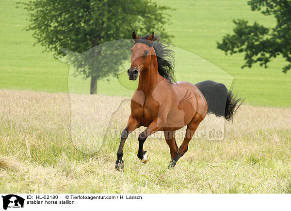 Araber Hengst / arabian horse stallion / HL-02180