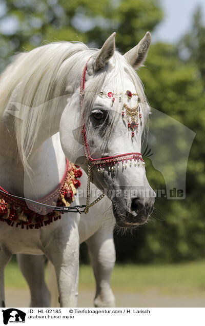 Araber Stute / arabian horse mare / HL-02185