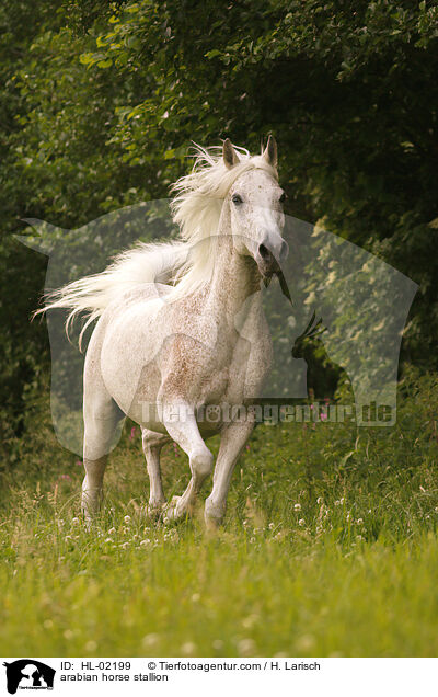 arabian horse stallion / HL-02199