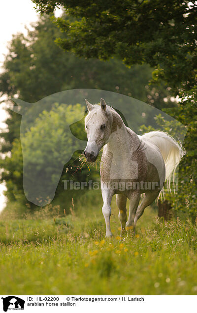 arabian horse stallion / HL-02200