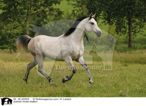 Araber Hengst / arabian horse stallion / HL-02203