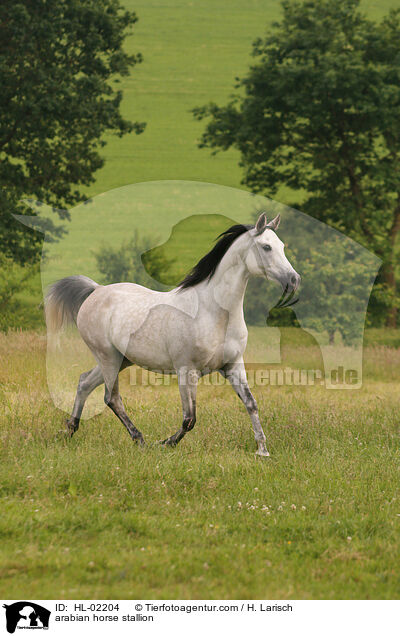 Araber Hengst / arabian horse stallion / HL-02204