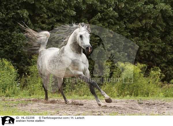 Araber Hengst / arabian horse stallion / HL-02206