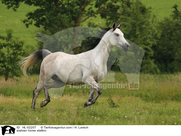 Araber Hengst / arabian horse stallion / HL-02207