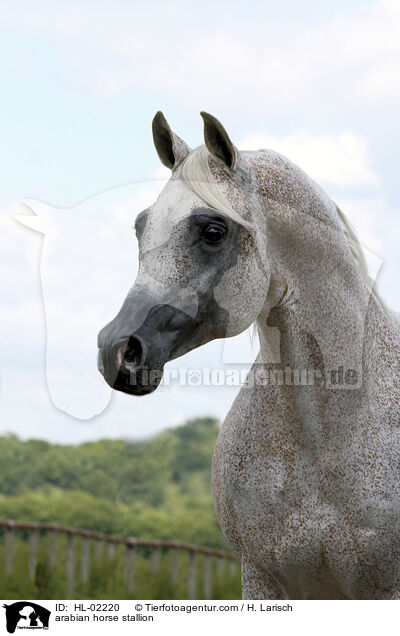 Araber Hengst / arabian horse stallion / HL-02220