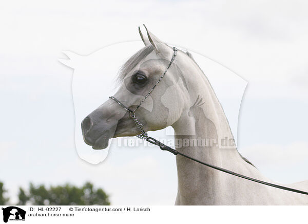 Araber Stute / arabian horse mare / HL-02227