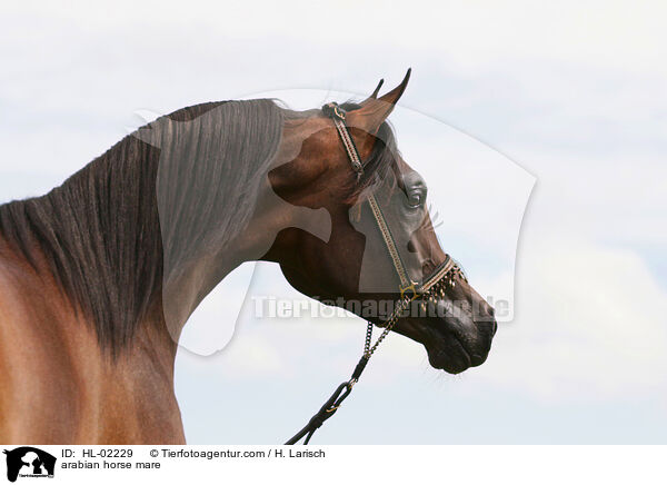 Araber Stute / arabian horse mare / HL-02229