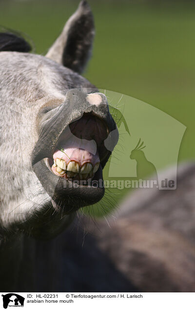 arabian horse mouth / HL-02231