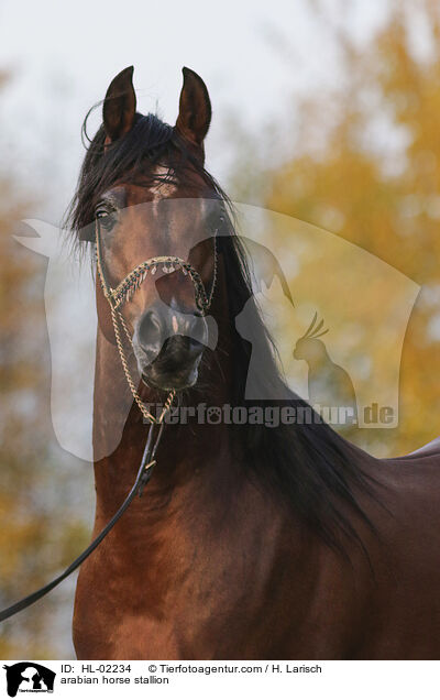 Araber Hengst / arabian horse stallion / HL-02234