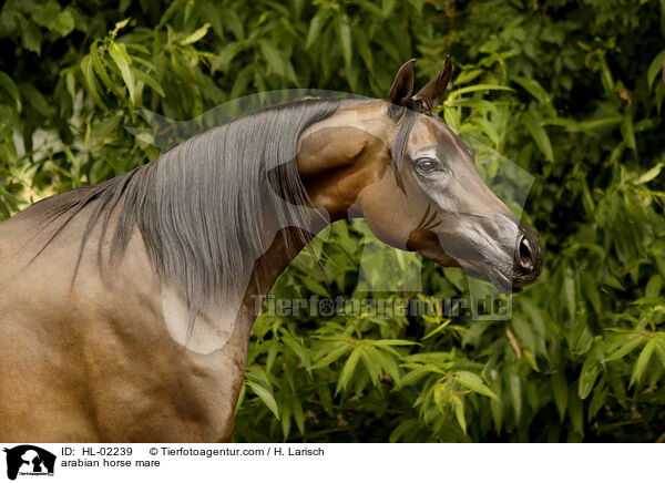 arabian horse mare / HL-02239