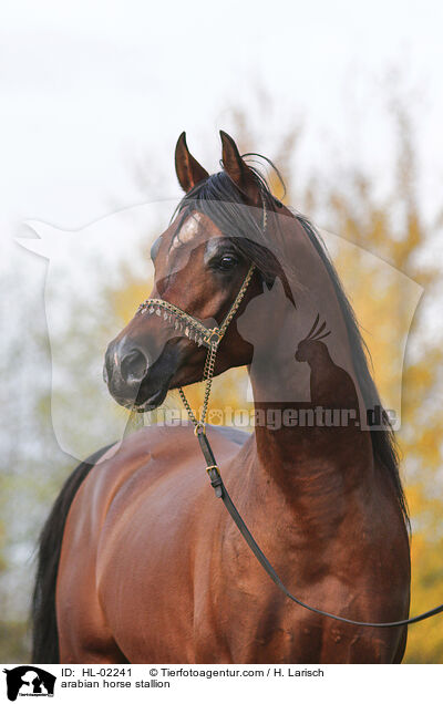 Araber Hengst / arabian horse stallion / HL-02241