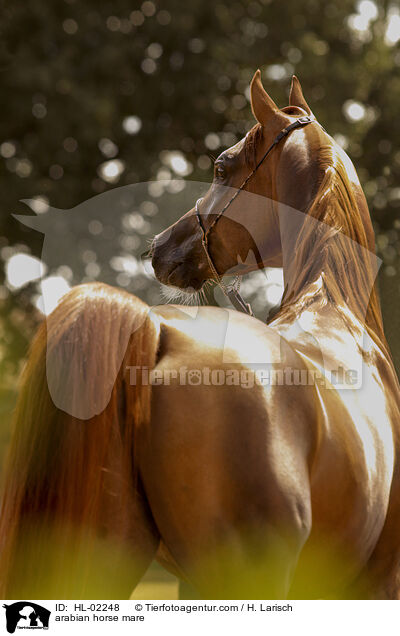 Araber Stute / arabian horse mare / HL-02248