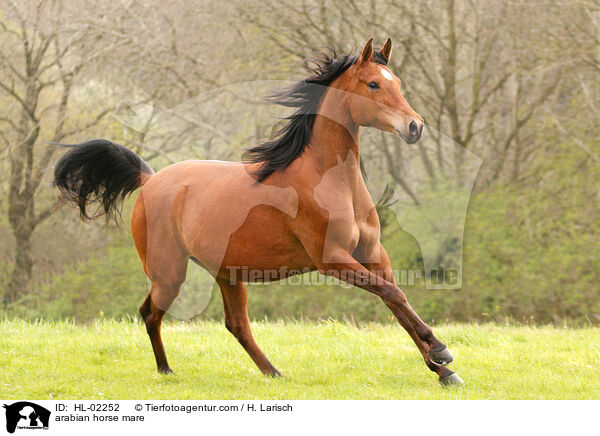 Araber Stute / arabian horse mare / HL-02252