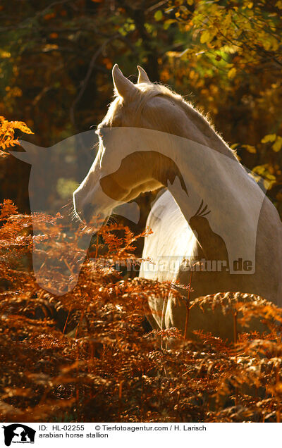 arabian horse stallion / HL-02255