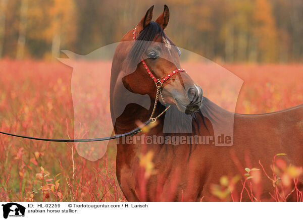 Araber Hengst / arabian horse stallion / HL-02259